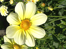 Pflanzenheilkunde (Phytotherapie) in Lübeck
